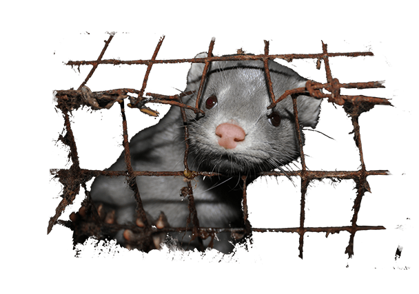 Animal